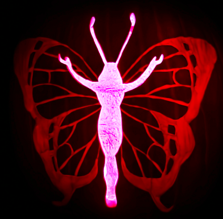 butterfly